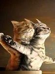 pic for Cat titanic